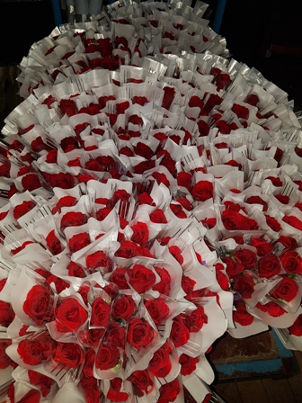 Vente de roses pour la Saint Valentin à l’initiative du CVL